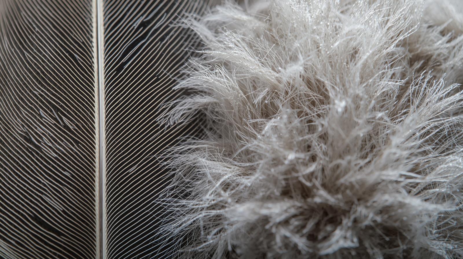 Duck Feather vs Hollow Fibre
